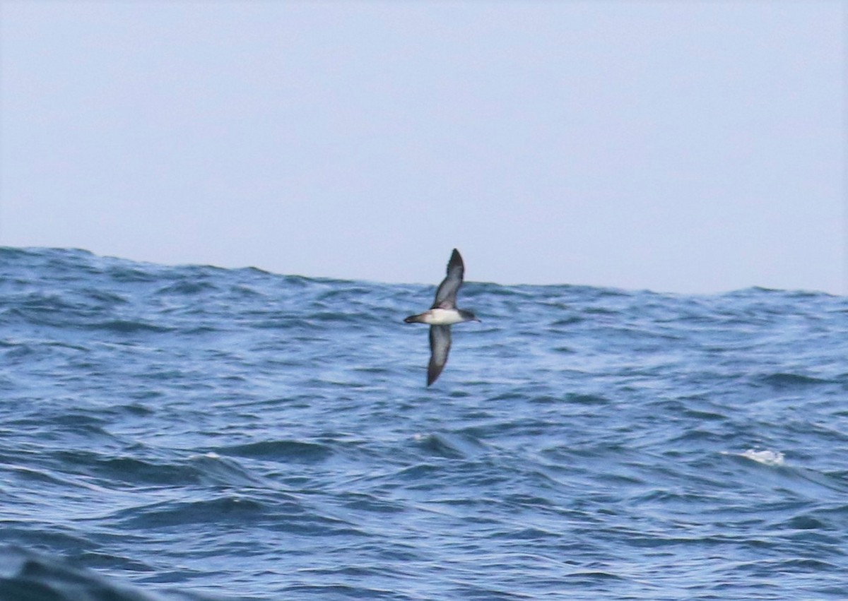 Pink-footed Shearwater - ML154080791