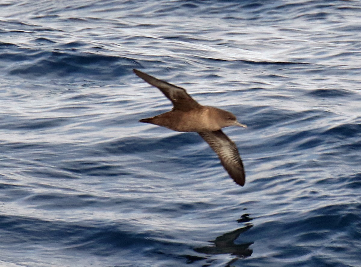 Sooty Shearwater - ML154080841