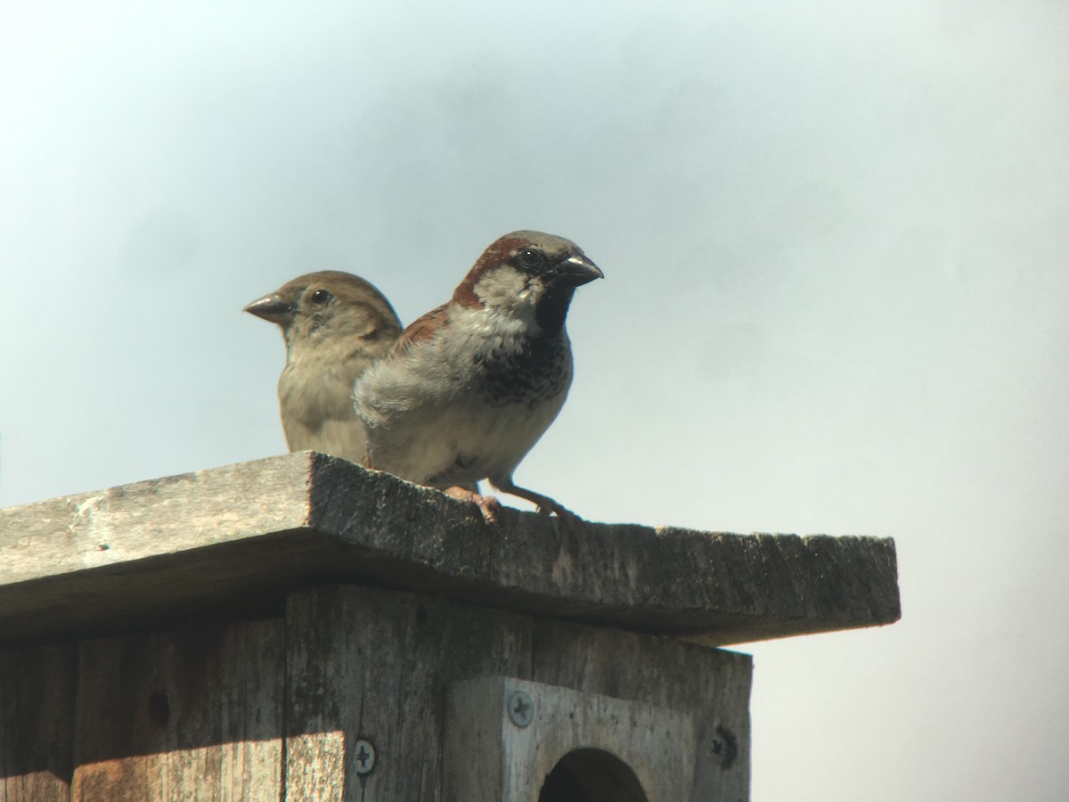 House Sparrow - ML154081071