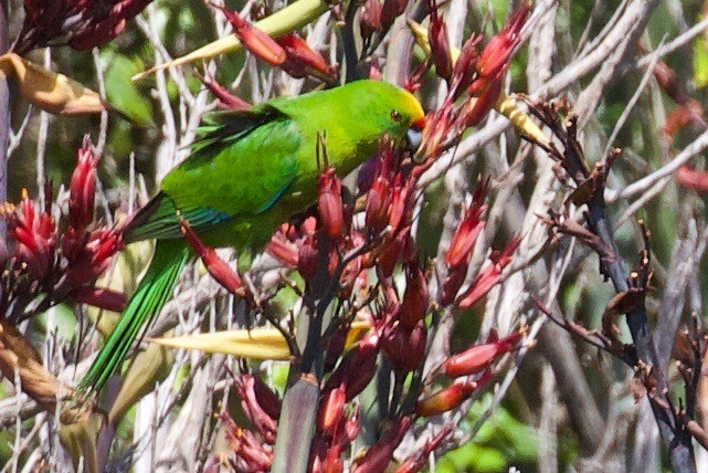 ML154082471 - Chatham Islands Parakeet - Macaulay Library
