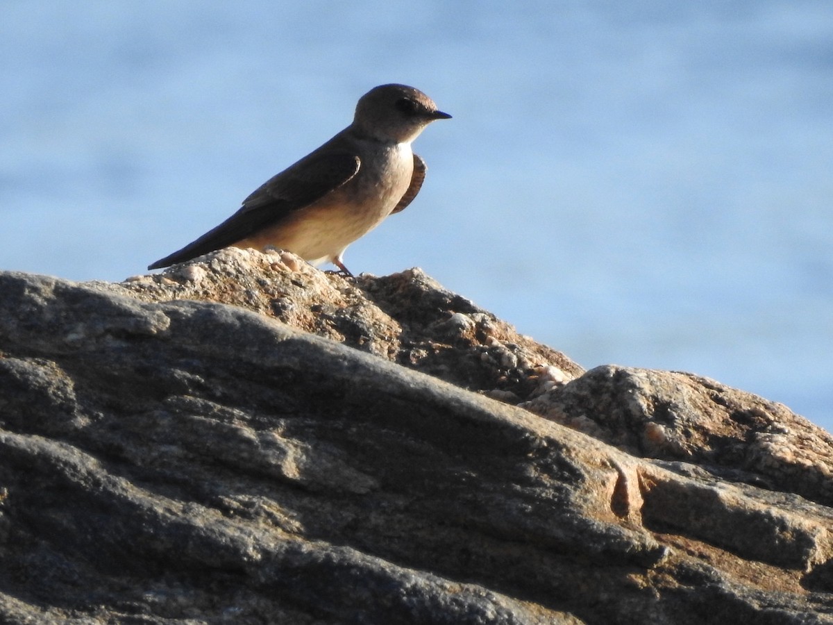 Northern Rough-winged Swallow - ML154082851