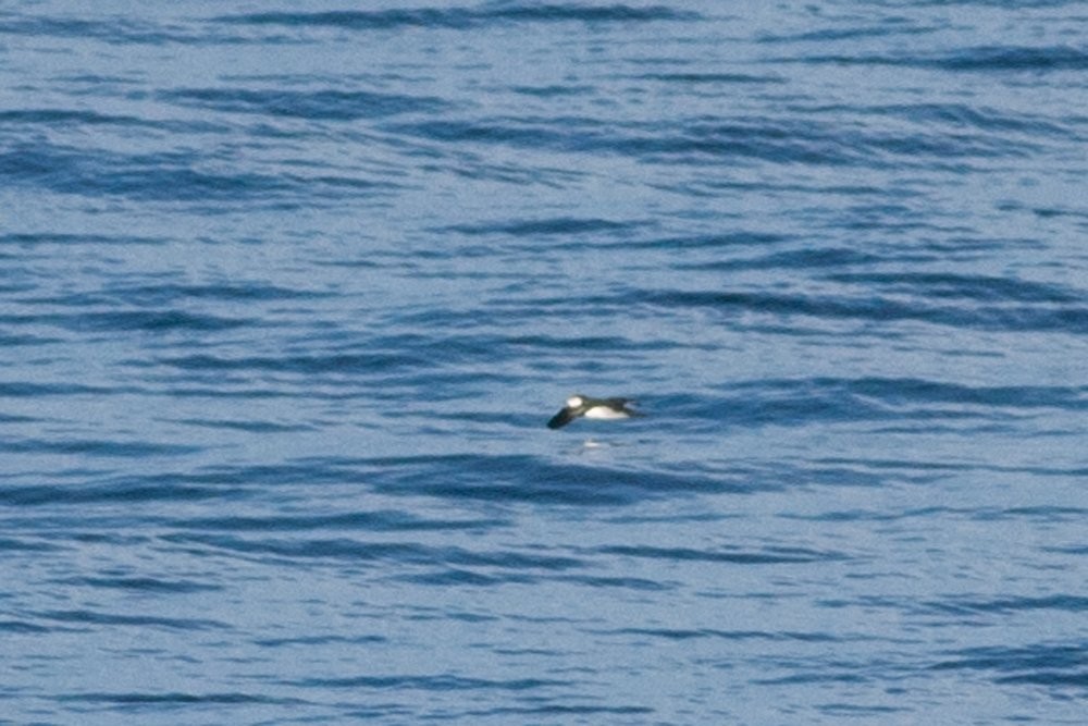 Bryan's Shearwater - ML154082901