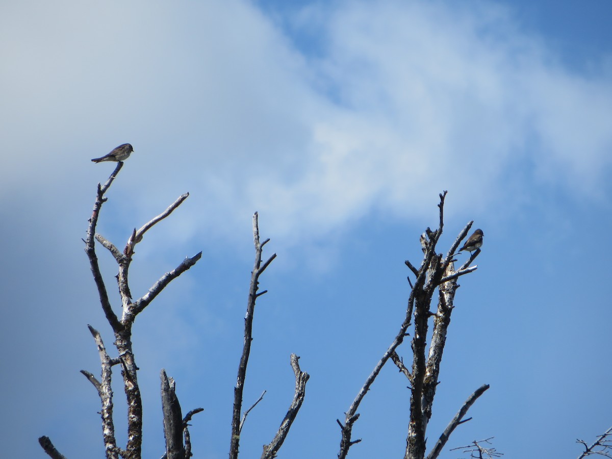 Northern Rough-winged Swallow - ML154082931