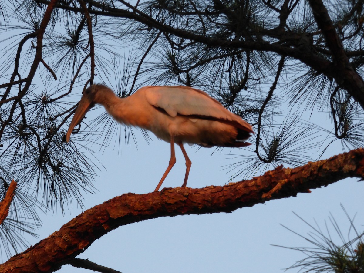 Wood Stork - Wendi Greene