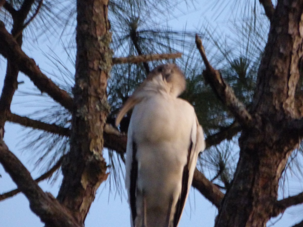 Wood Stork - Wendi Greene