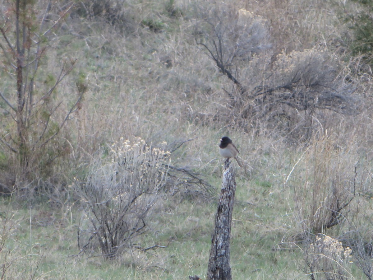 Junco Ojioscuro - ML154084151