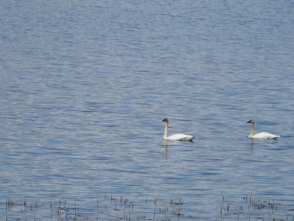 Trumpeter Swan - ML154084491