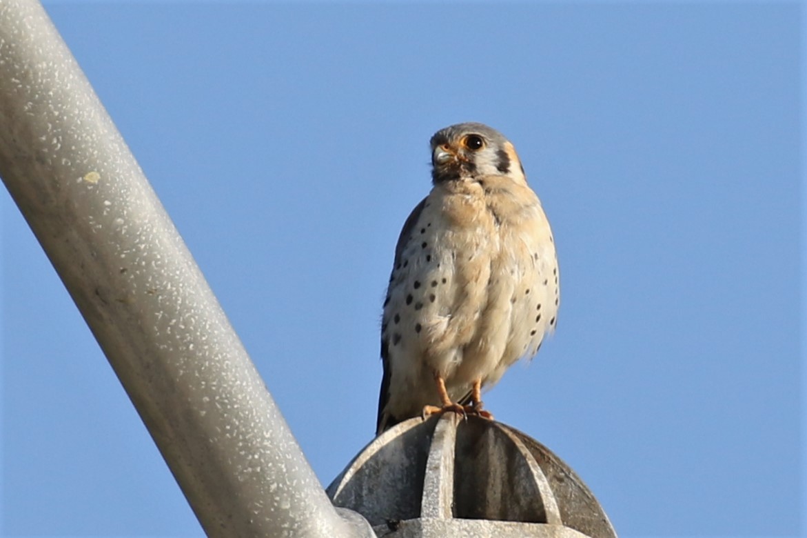 American Kestrel - ML154086761