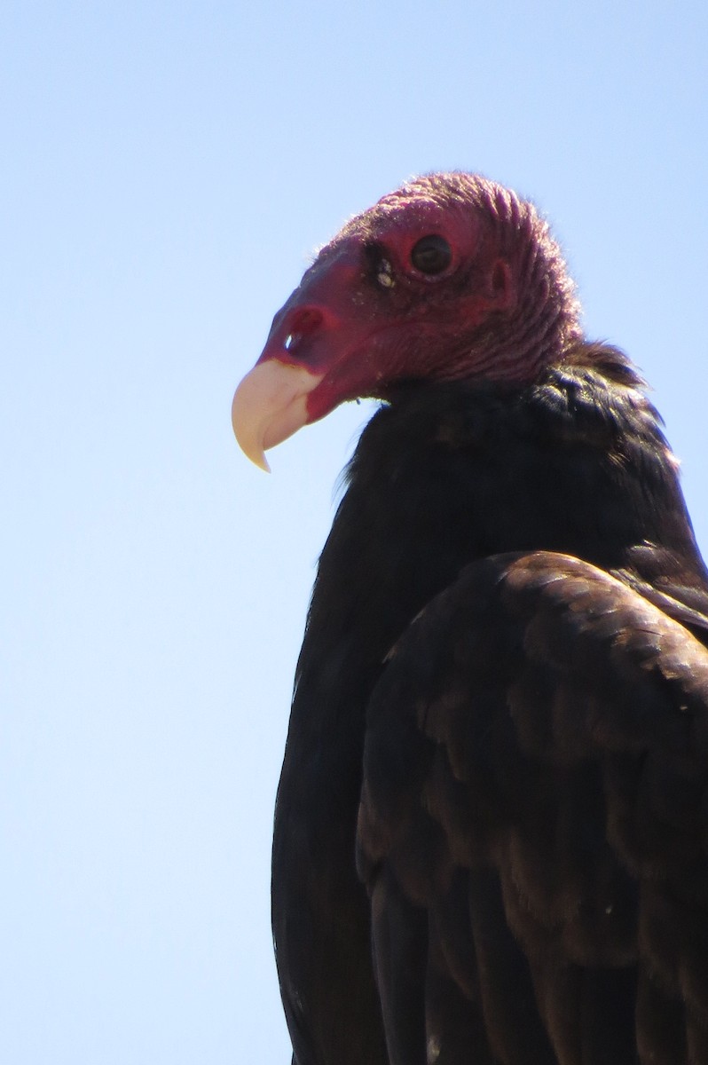 Turkey Vulture - ML154087401