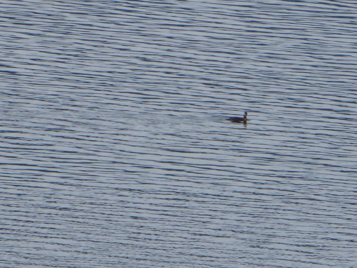 Red-necked Grebe - ML154087601