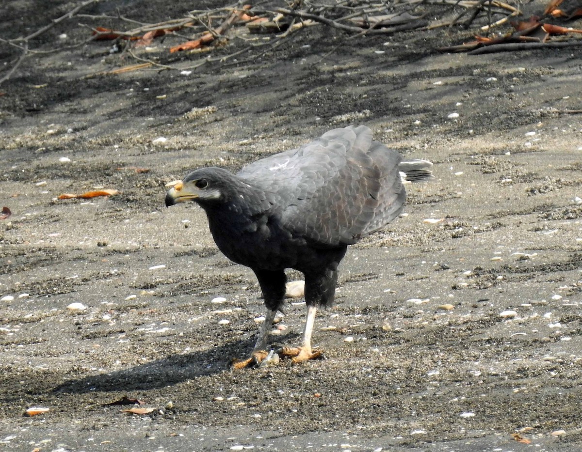 Common Black Hawk - ML154087801