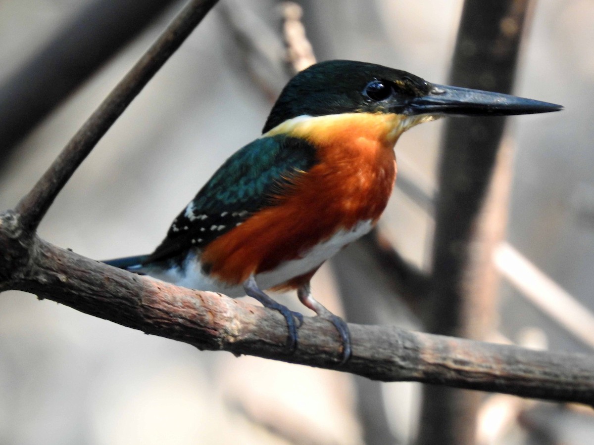 American Pygmy Kingfisher - ML154087981