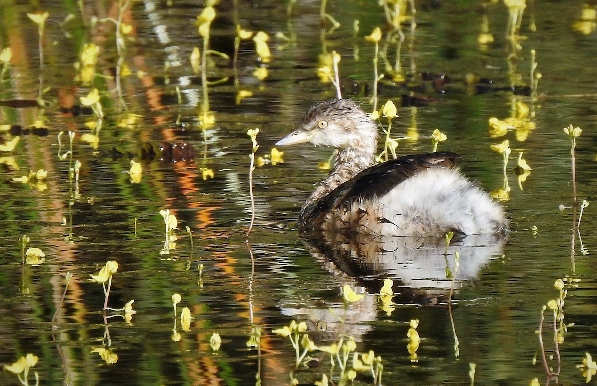 Australasian Grebe - Gary Crouch