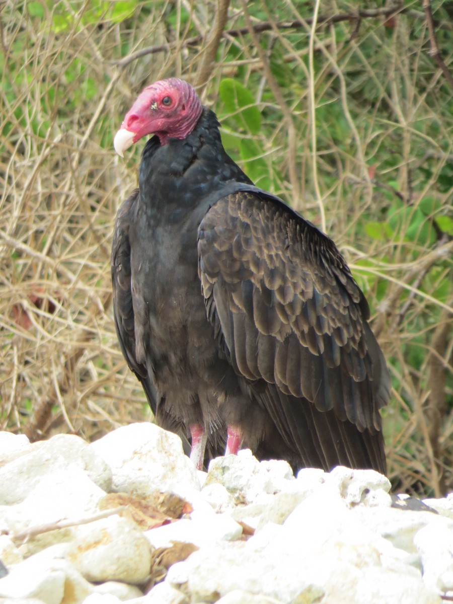 Turkey Vulture - ML154092461