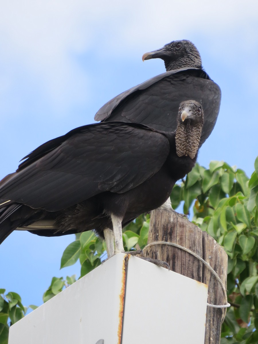 Black Vulture - ML154092661