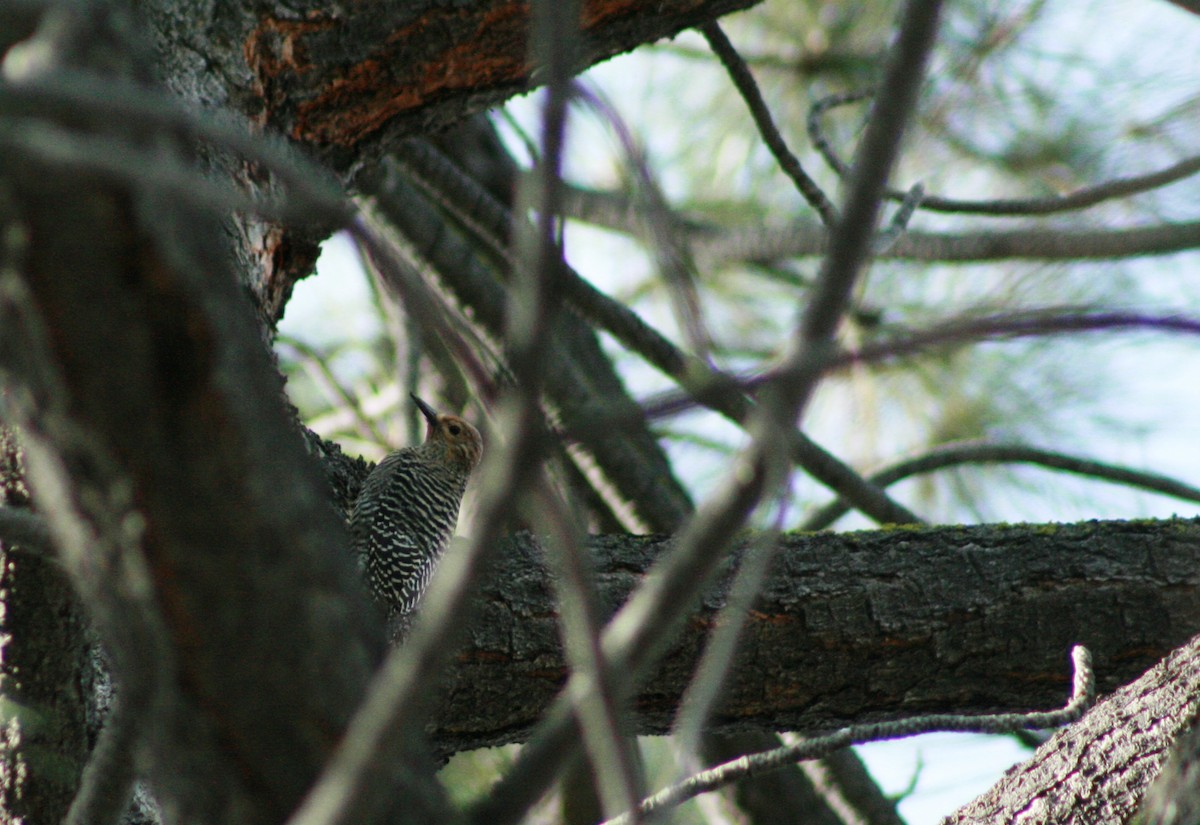 Williamson's Sapsucker - ML154093931