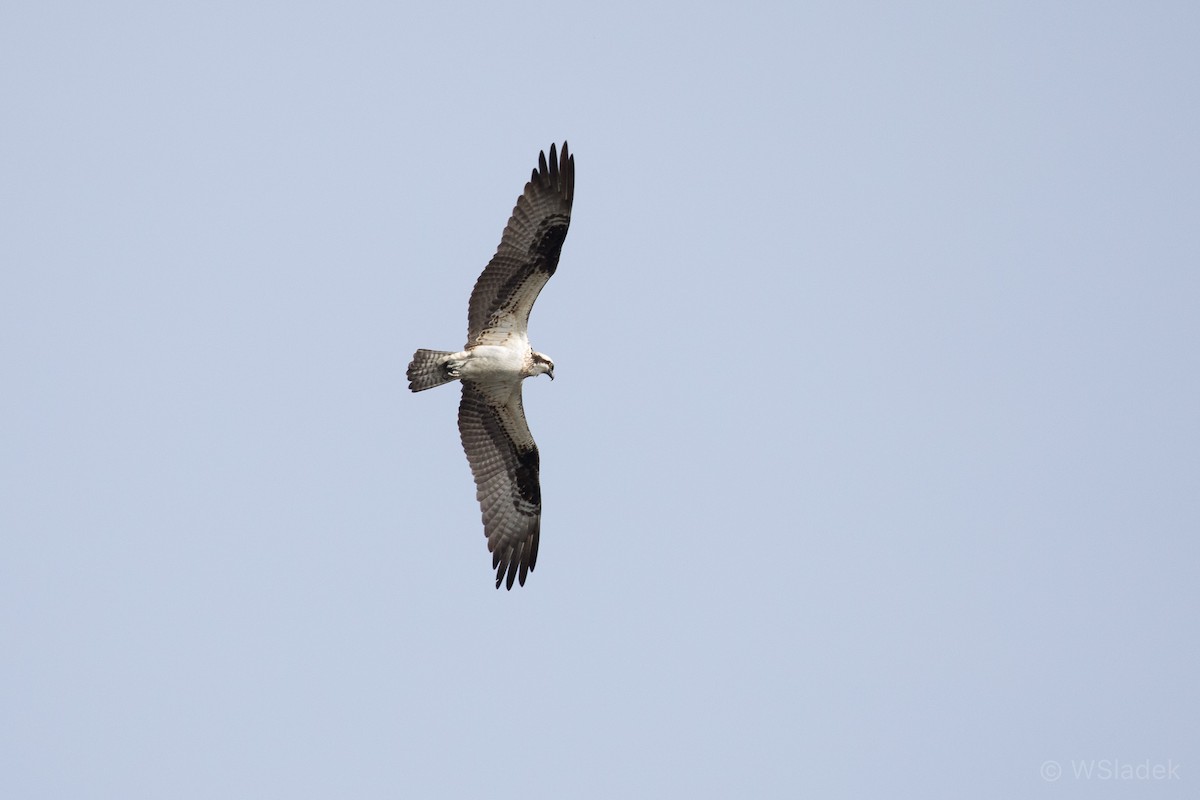 Osprey - Wayne Sladek