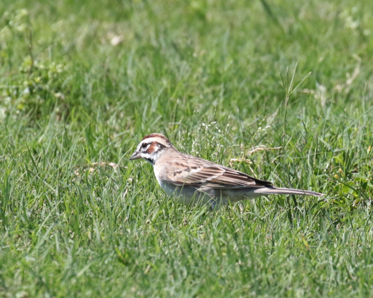 Lark Sparrow - ML154095231