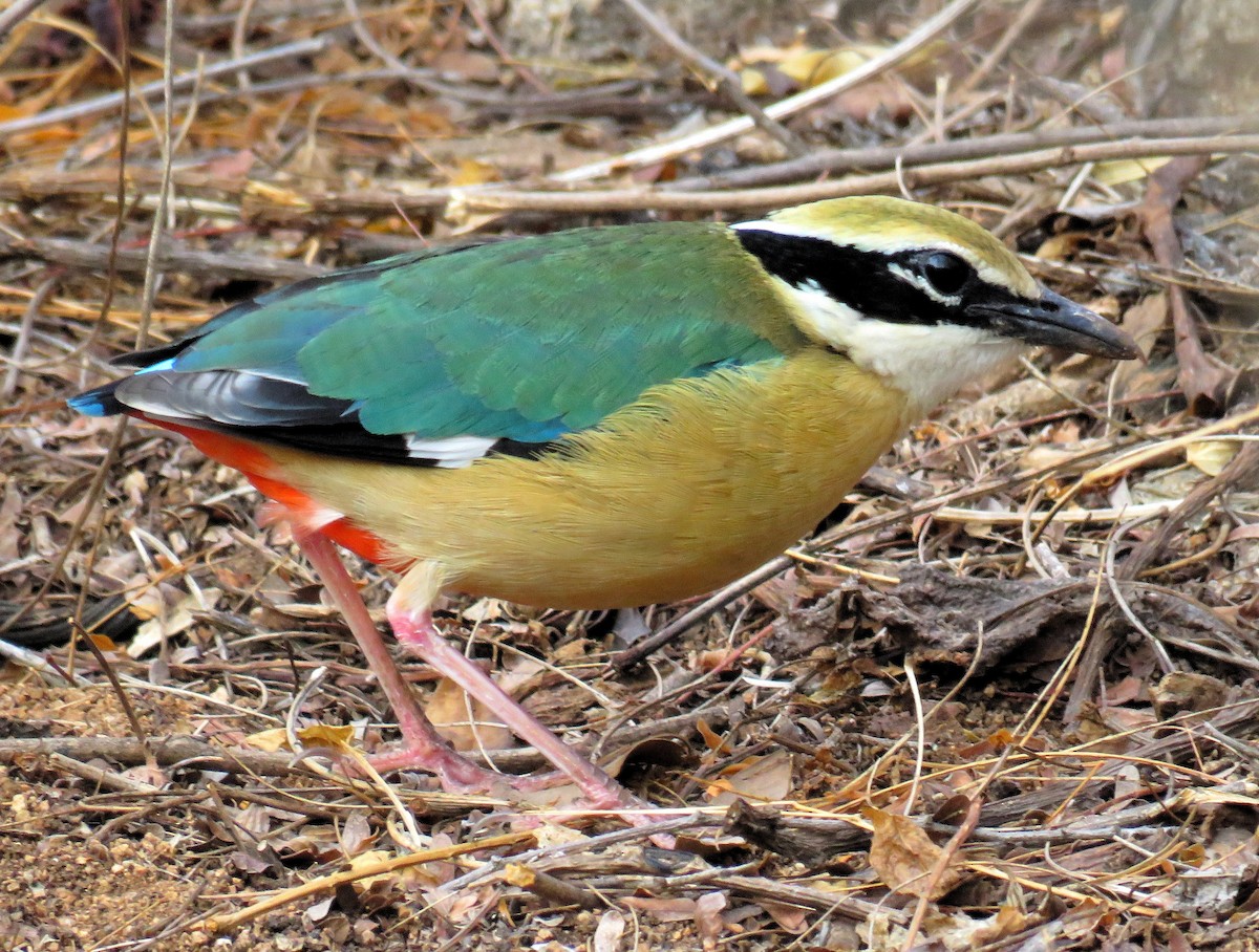 Indian Pitta - Santharam V