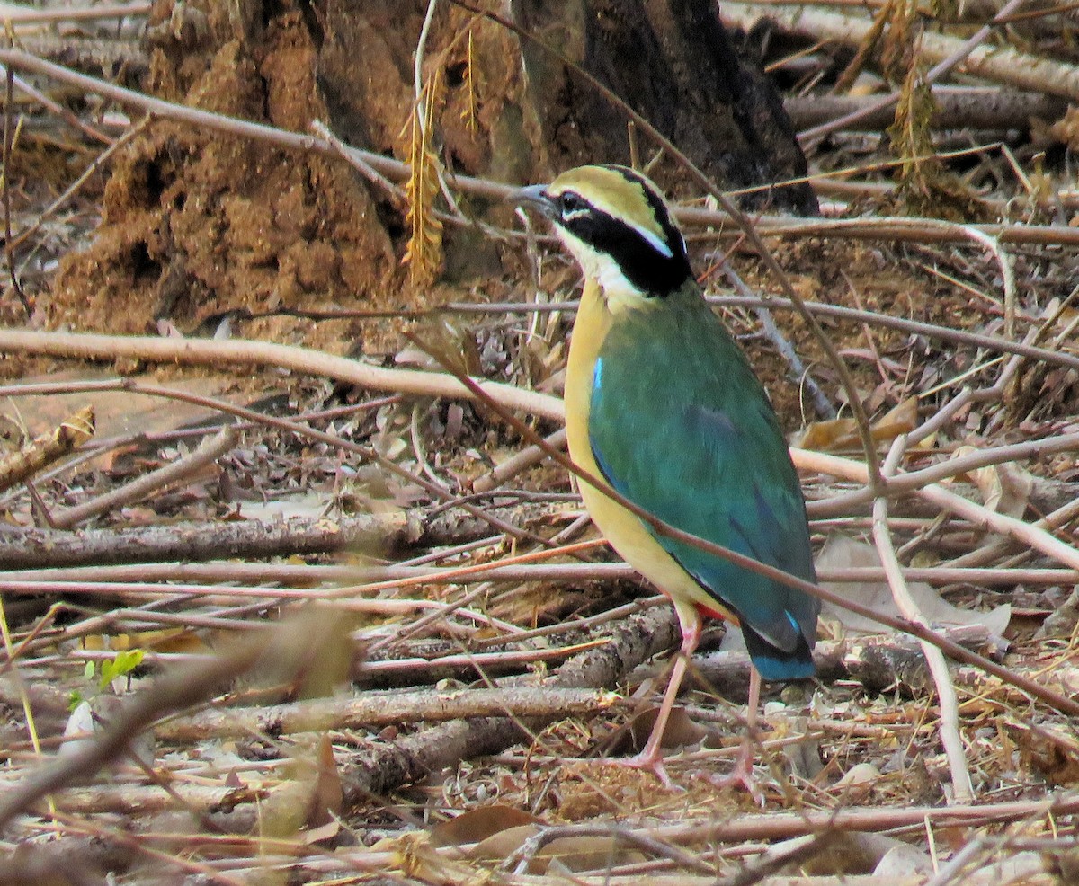 Indian Pitta - ML154095581