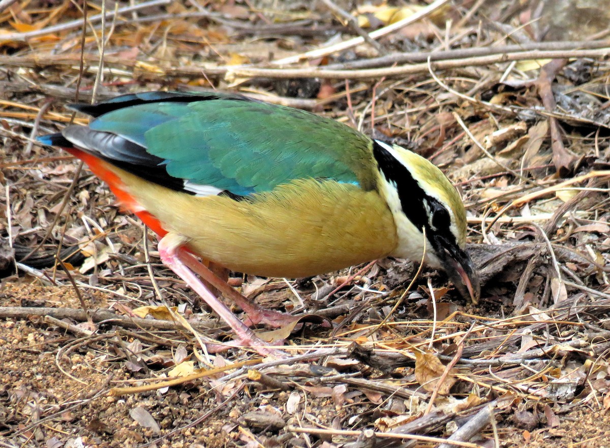 Indian Pitta - ML154095641