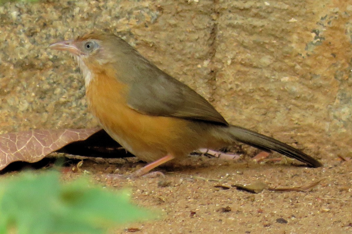 Tawny-bellied Babbler - ML154095891