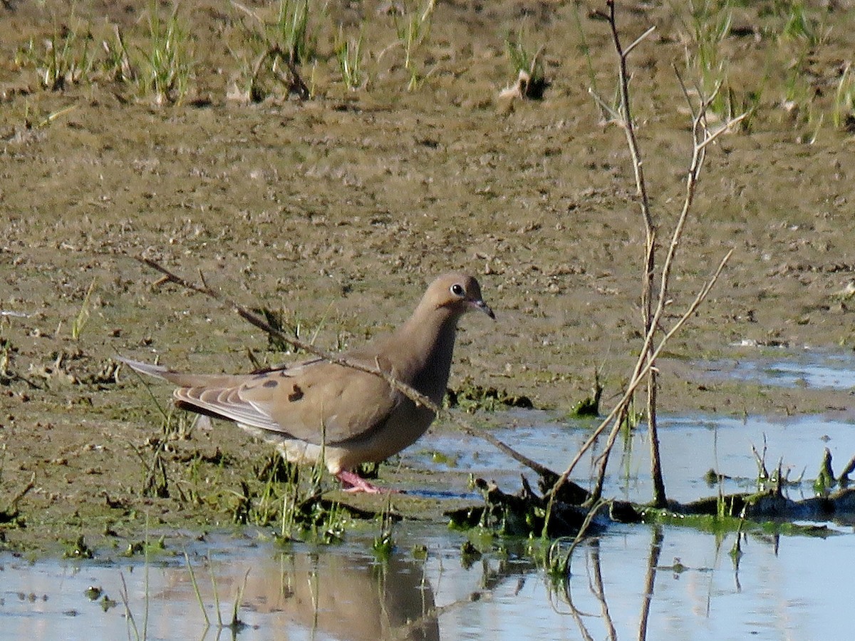 Mourning Dove - ML154096201