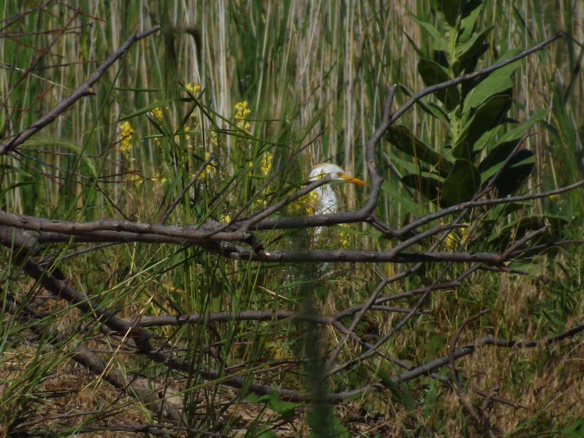 Western Cattle-Egret - ML154097671