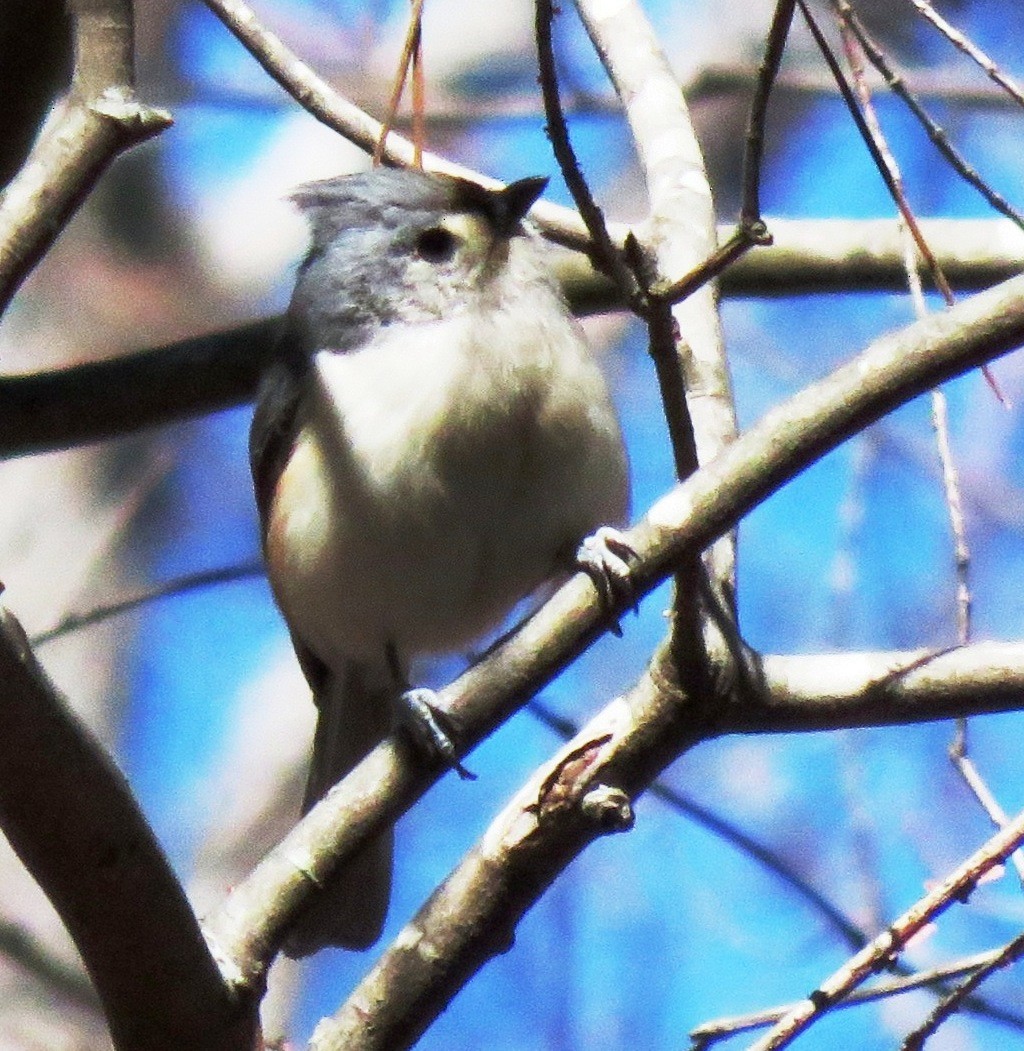 Tufted Titmouse - Sandra Blair