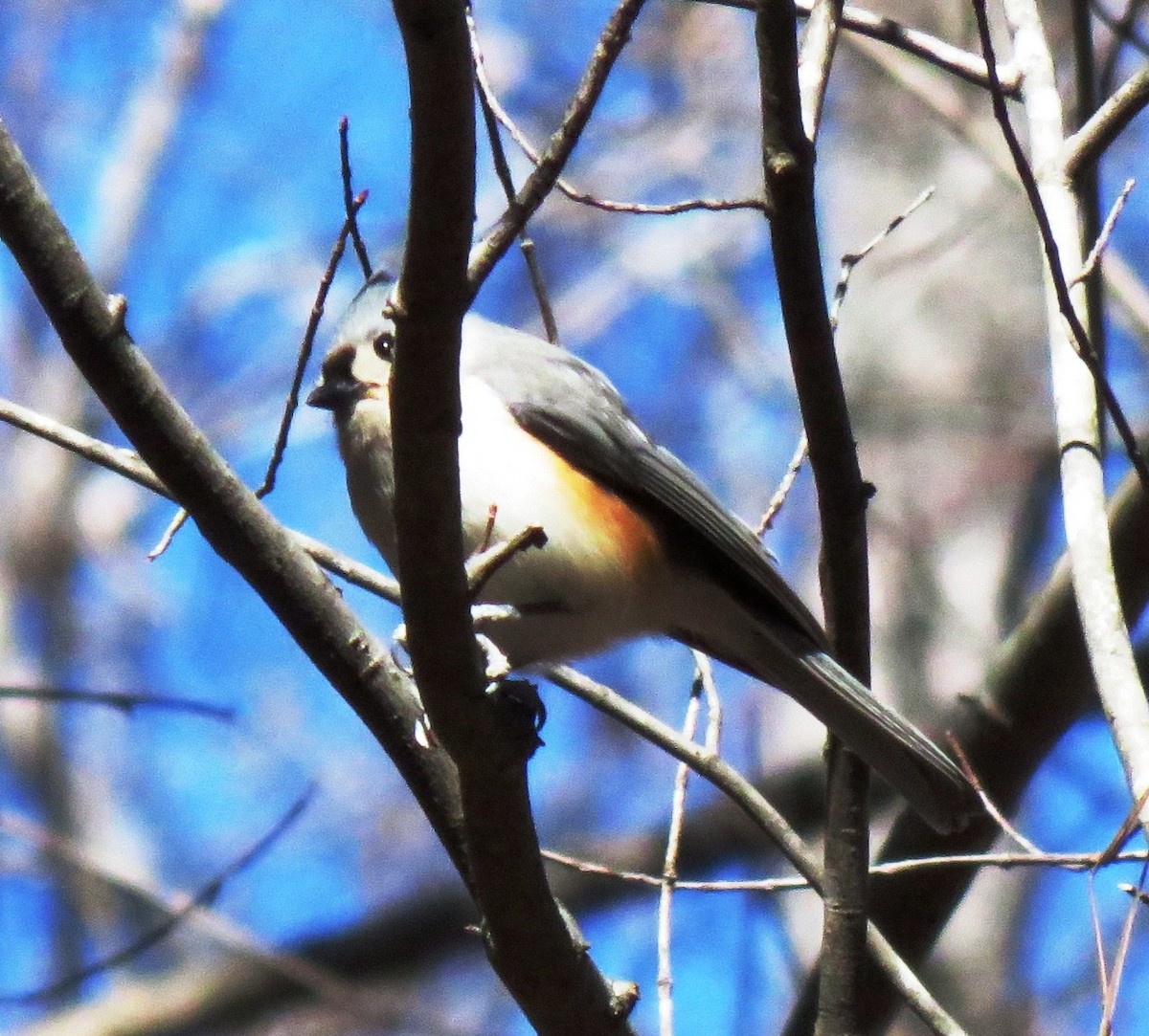 Tufted Titmouse - ML154098491