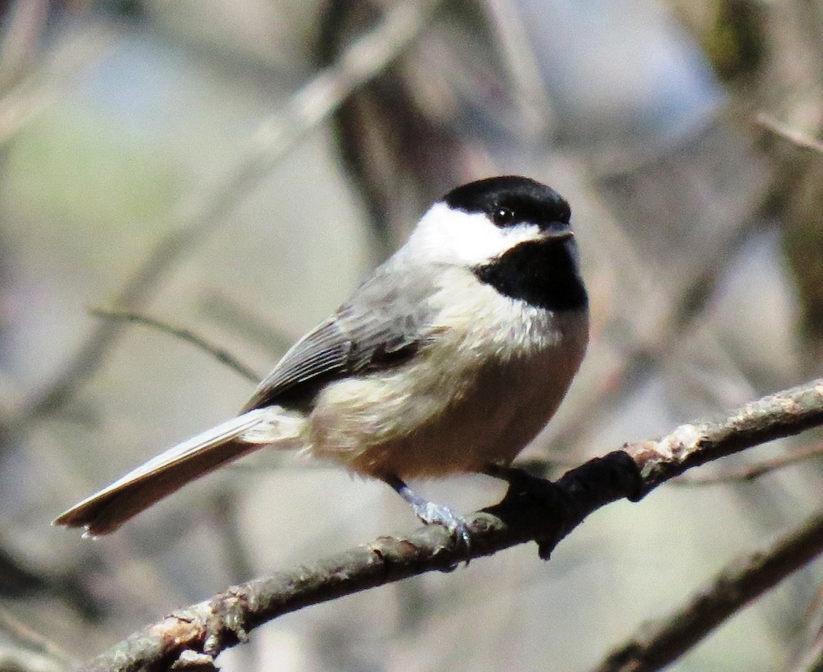 Carolina Chickadee - Sandra Blair