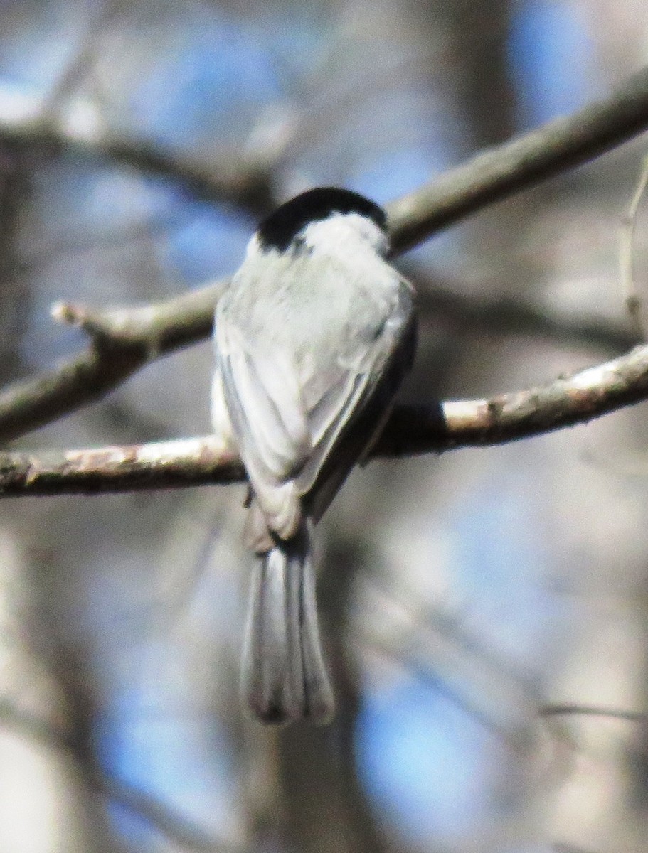 Carolina Chickadee - ML154098561