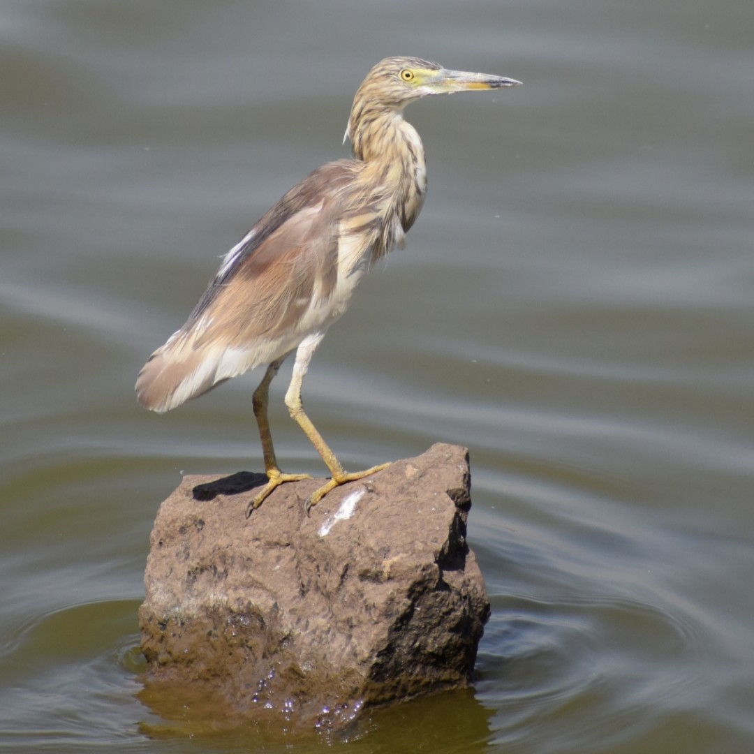 Indian Pond-Heron - ML154098621