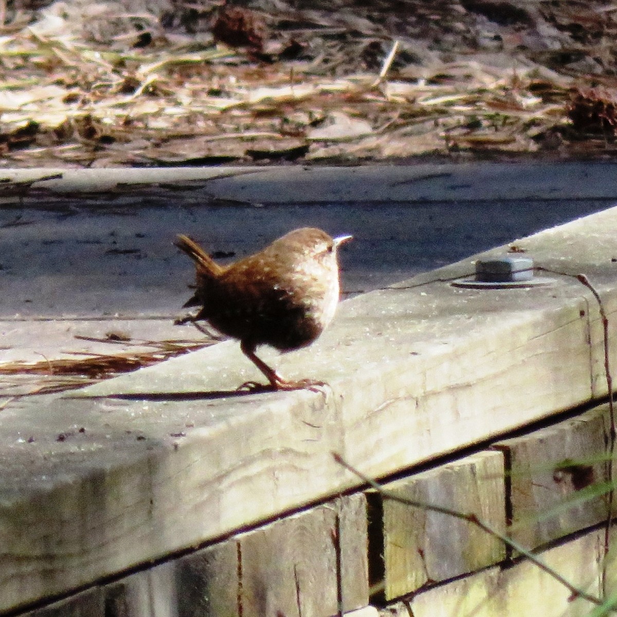 Carolina Wren - Sandra Blair