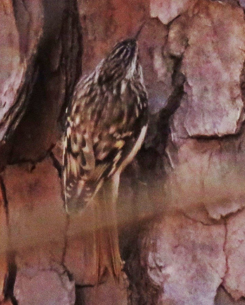 Brown Creeper - ML154098691