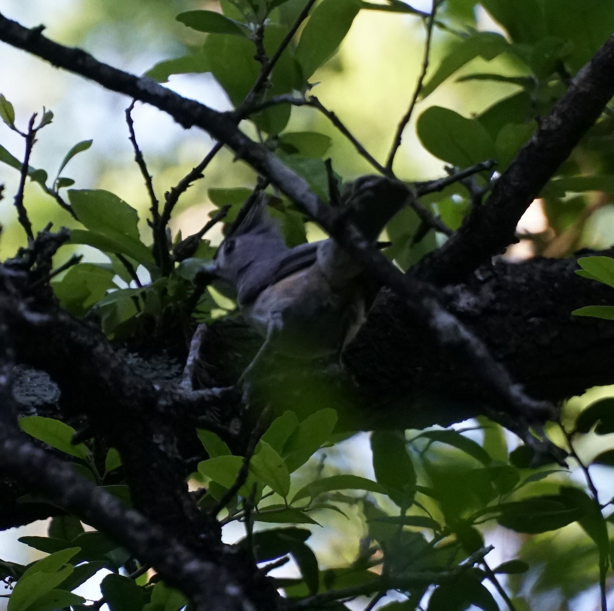 Black-crested Titmouse - ML154099241