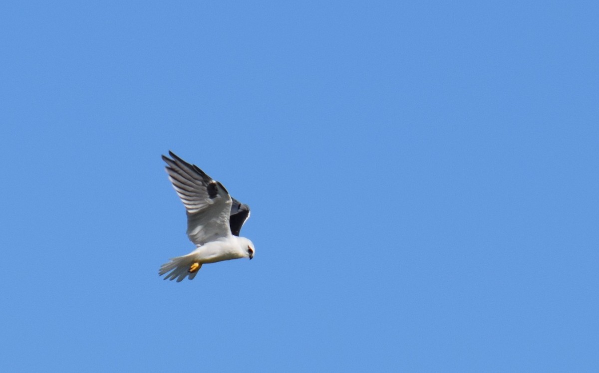 Black-shouldered Kite - Madeline Hourihan
