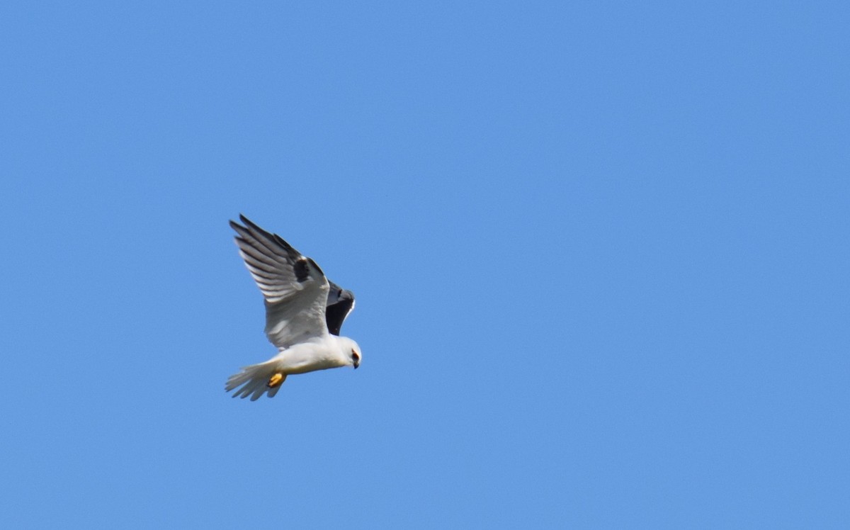 Black-shouldered Kite - ML154099331