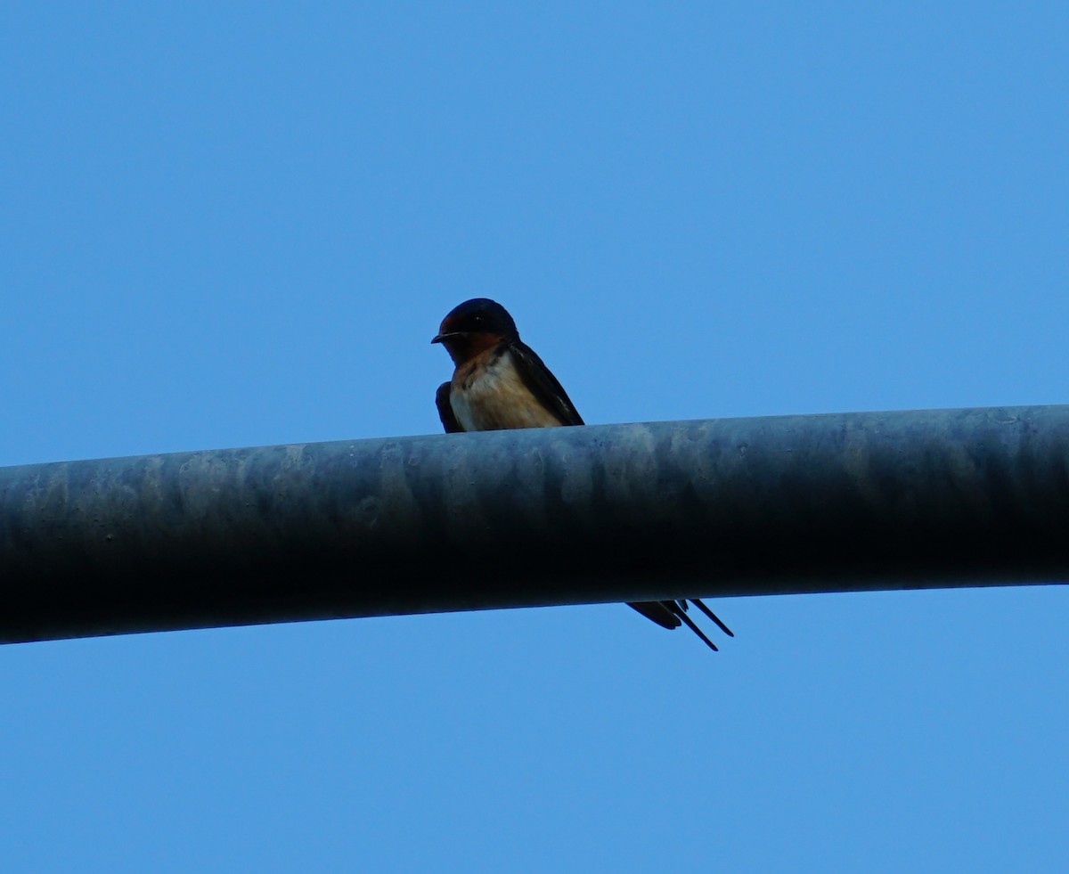 Barn Swallow - Kyle Jennings