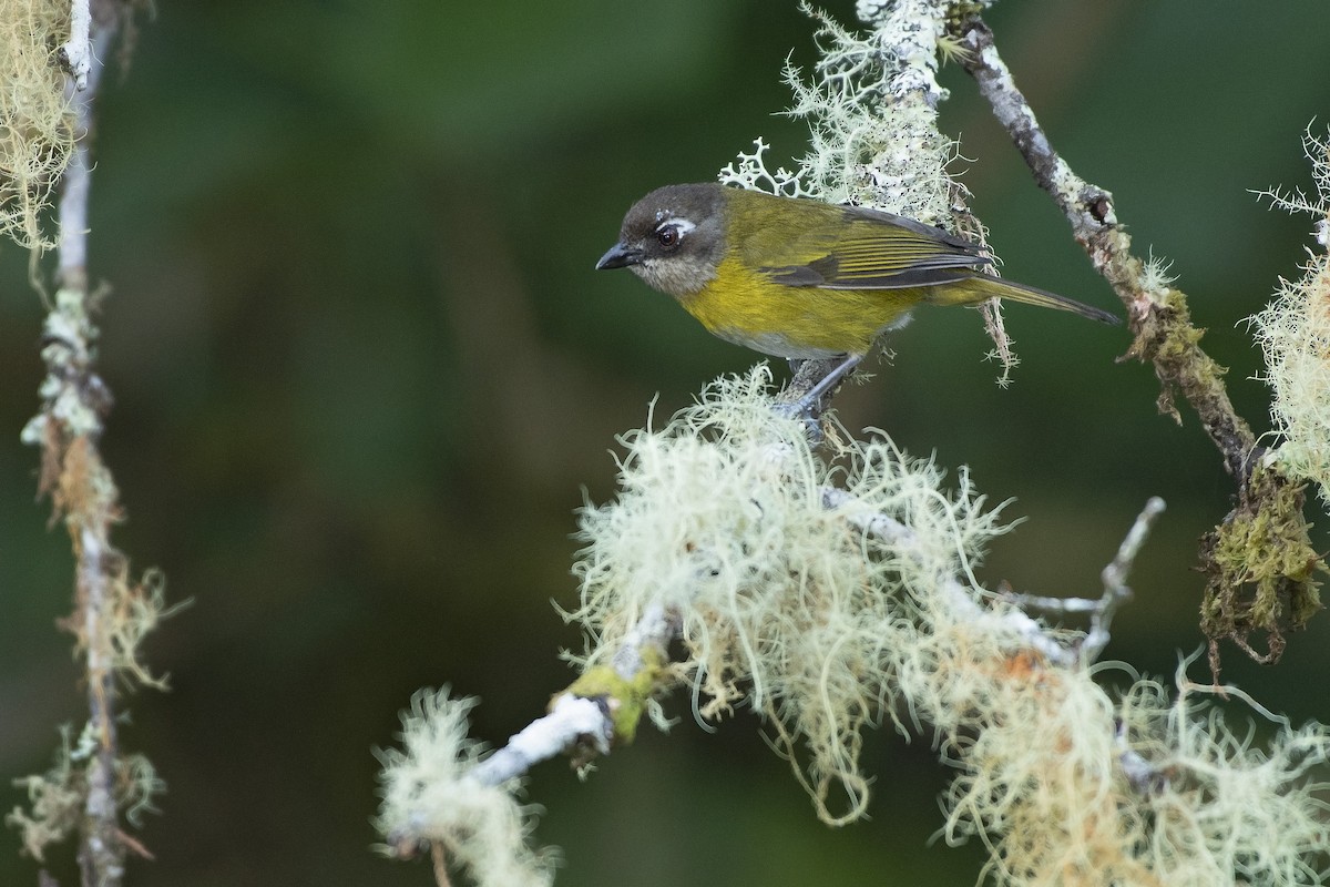 Common Chlorospingus - ML154100321