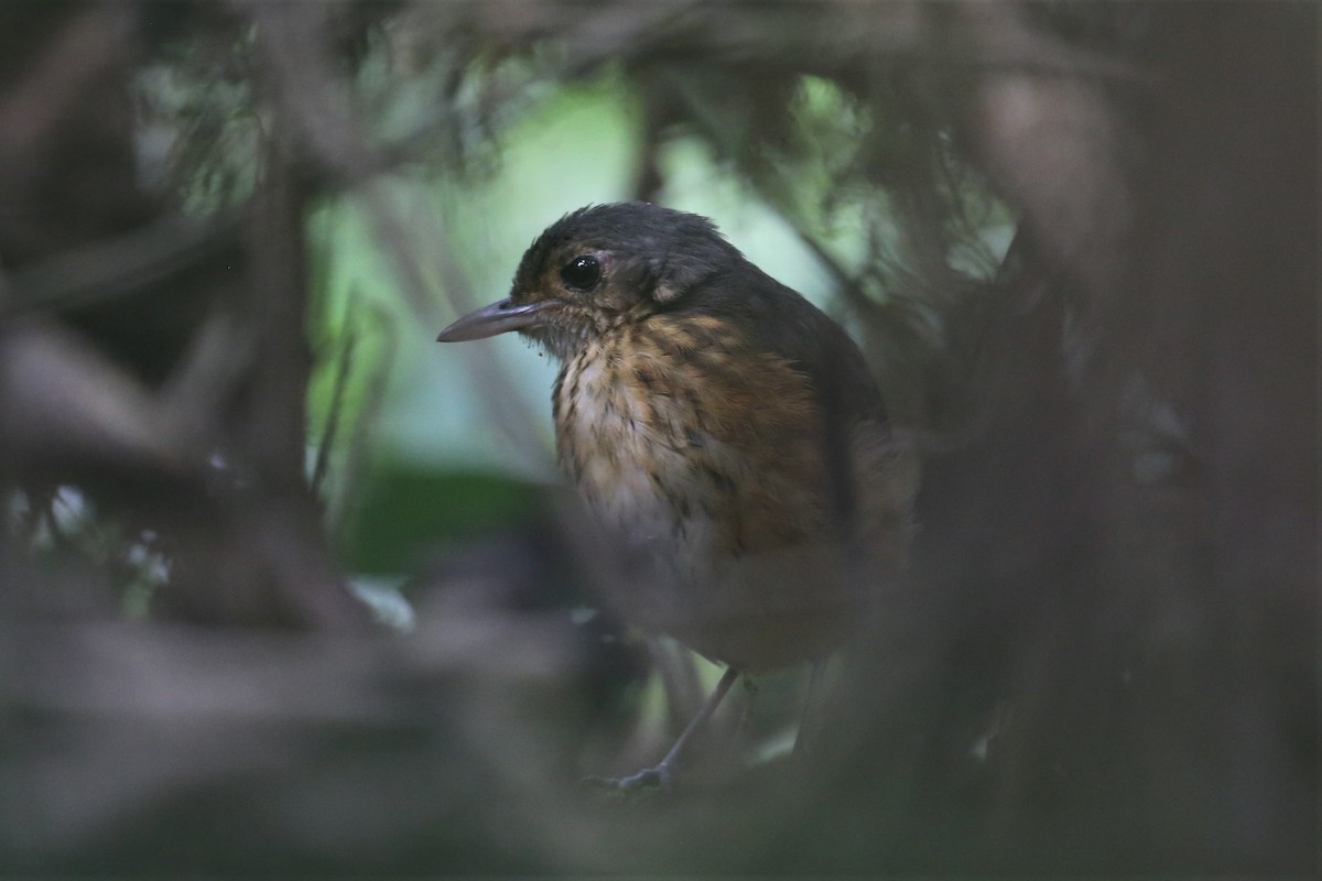 Thicket Antpitta - ML154100631