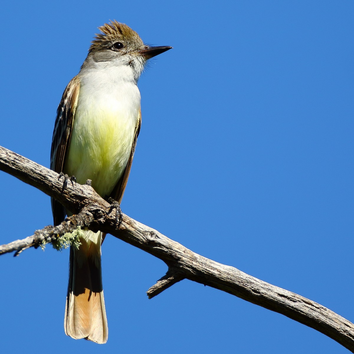 Ash-throated Flycatcher - Kent Leland