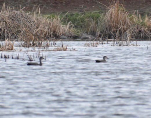 Gadwall - ML154101721