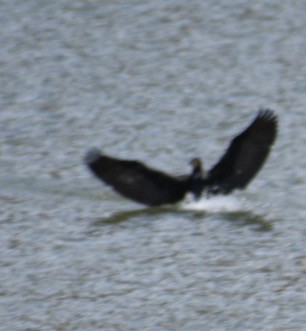 Double-crested Cormorant - Larry Langstaff