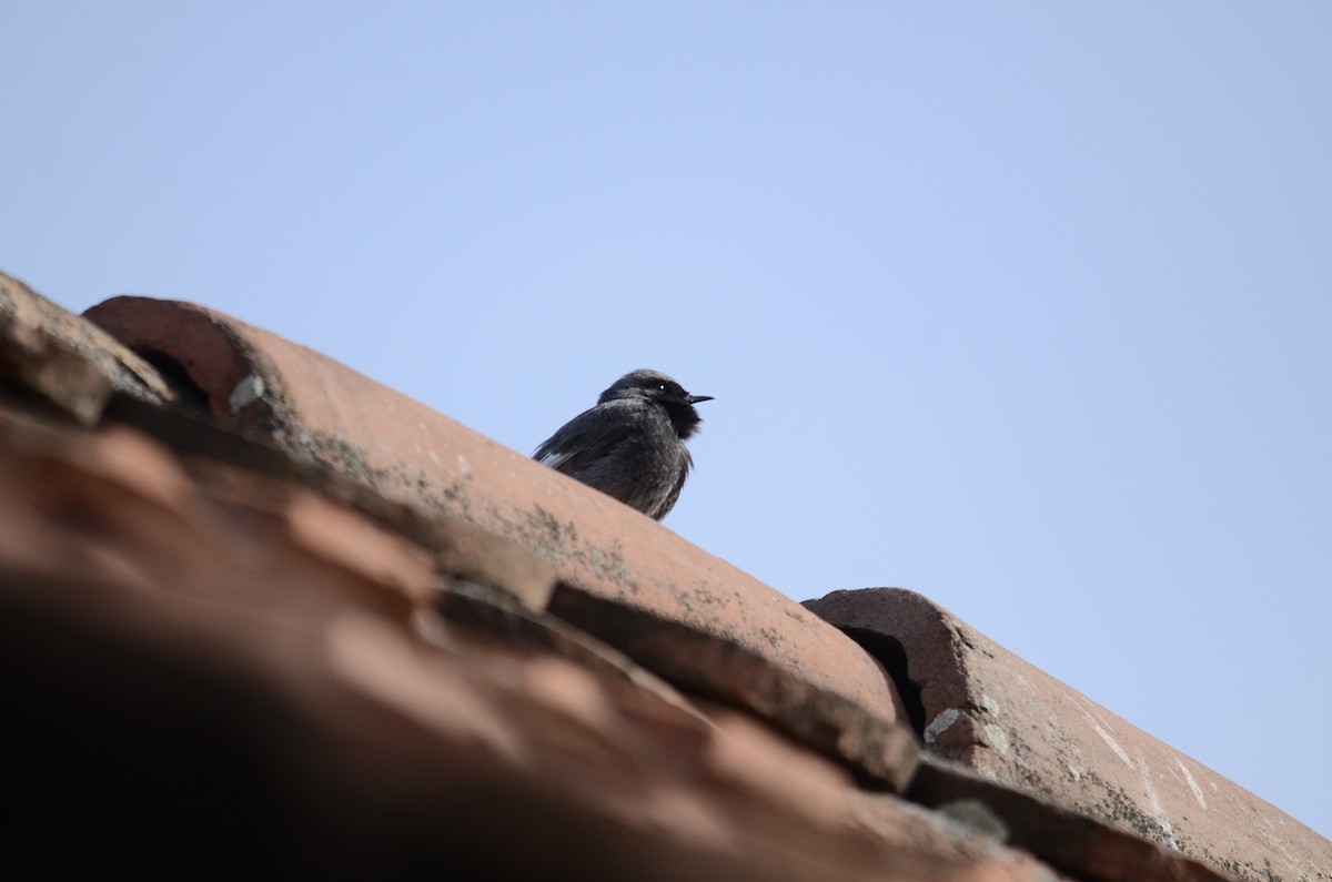 Black Redstart - ML154108691