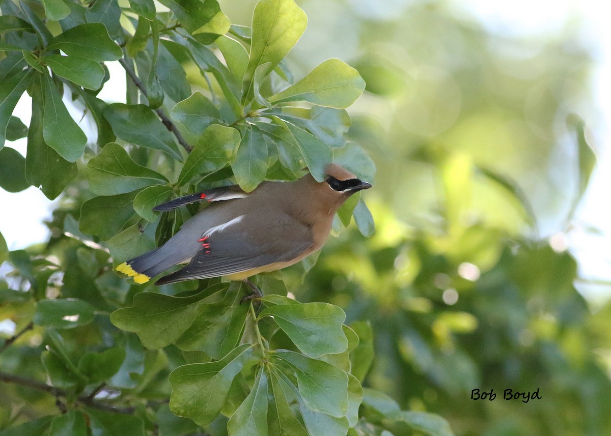 Cedar Waxwing - ML154110061