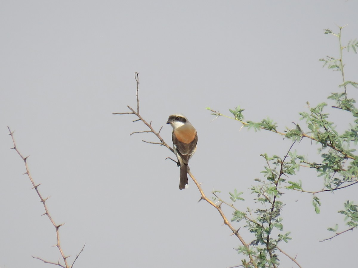 Bay-backed Shrike - ML154110791