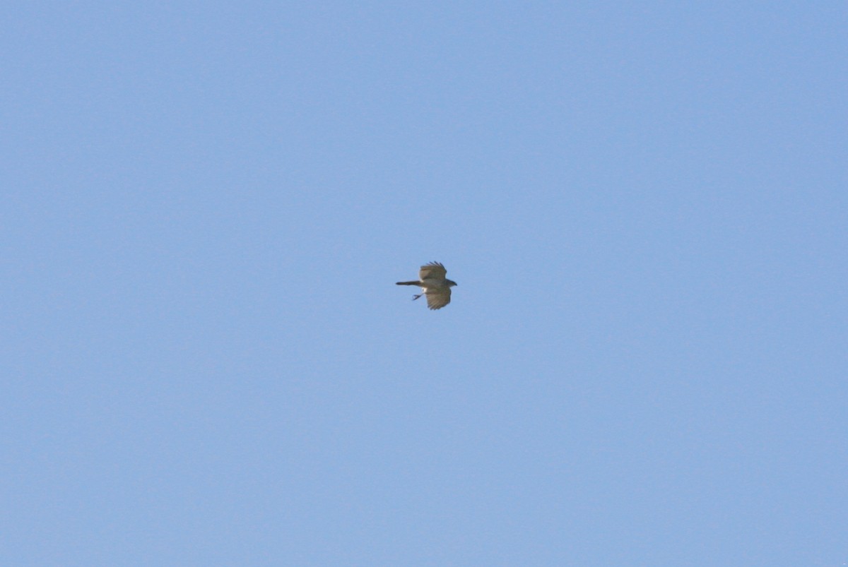 Gray Goshawk - Anonymous