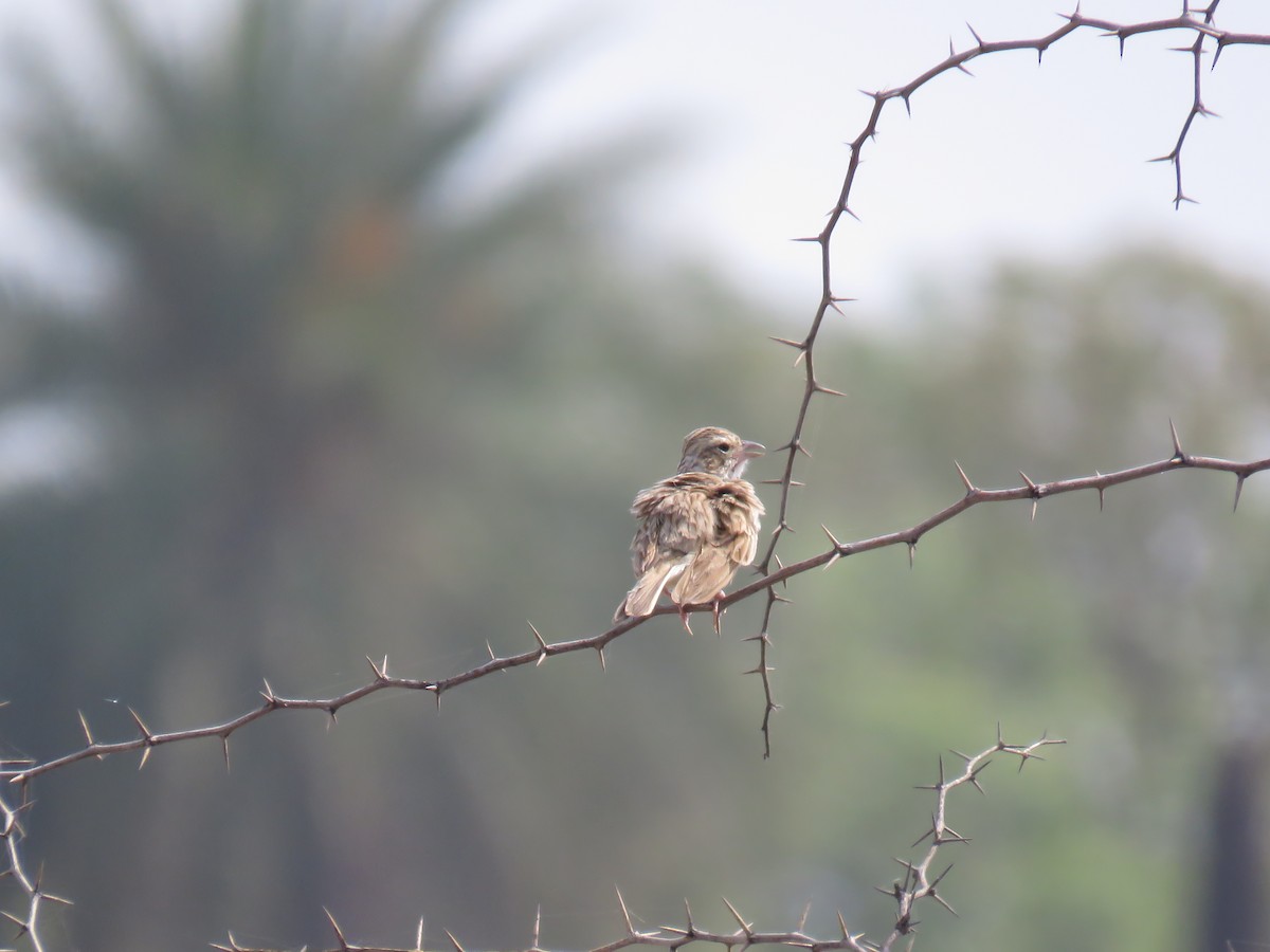 Indian Bushlark - ML154112061