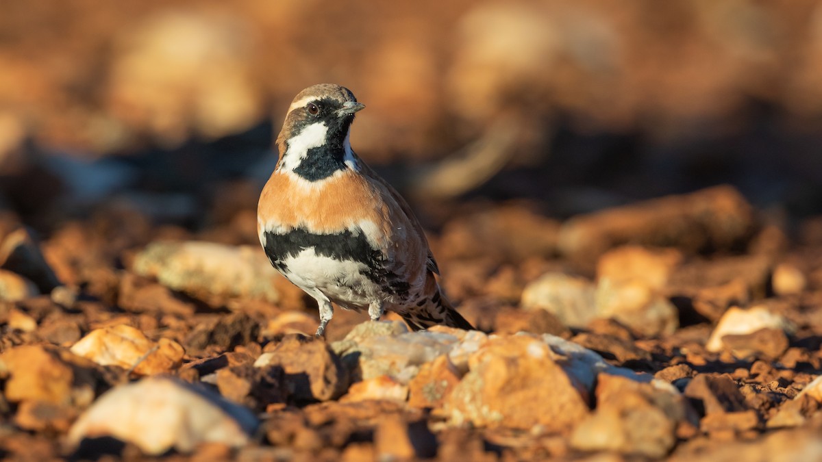 Western Quail-thrush - Chris Young